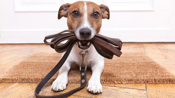 Dog walking